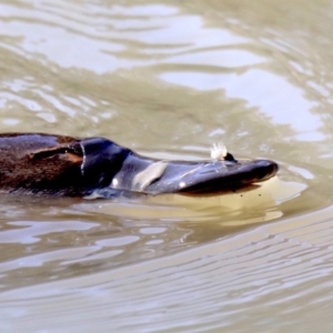 Ornithorhynchus anatinus at Paddys River, ACT - 25 Aug 2019 11:20 AM