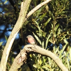 Petroica rosea (Rose Robin) at Acton, ACT - 23 Aug 2019 by HelenCross