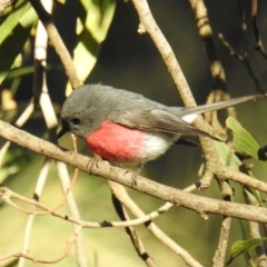 Petroica rosea at Acton, ACT - 23 Aug 2019