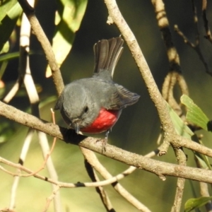 Petroica rosea at Acton, ACT - 23 Aug 2019