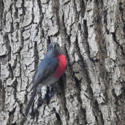 Petroica rosea (Rose Robin) at Acton, ACT - 26 Aug 2019 by HelenCross