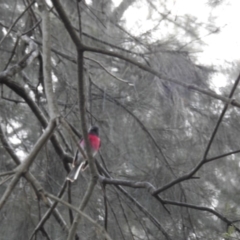 Petroica rosea at Acton, ACT - 26 Aug 2019