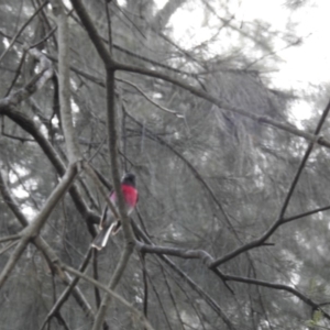 Petroica rosea at Acton, ACT - 26 Aug 2019