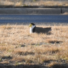 Vanellus miles (Masked Lapwing) at Kambah, ACT - 23 Aug 2019 by HelenCross