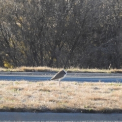 Vanellus miles at Kambah, ACT - 24 Aug 2019 08:04 AM