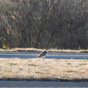 Vanellus miles at Kambah, ACT - 24 Aug 2019 08:04 AM