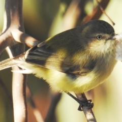 Smicrornis brevirostris (Weebill) at Kambah, ACT - 24 Aug 2019 by HelenCross