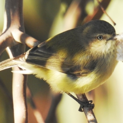 Smicrornis brevirostris (Weebill) at Kambah, ACT - 24 Aug 2019 by HelenCross