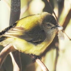 Smicrornis brevirostris at Kambah, ACT - 24 Aug 2019 08:07 AM