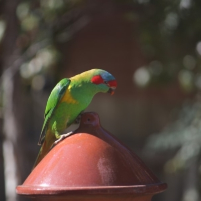 Glossopsitta concinna (Musk Lorikeet) at Waramanga, ACT - 25 Aug 2019 by Roh_Jay