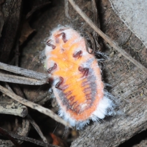 Monophlebulus sp. (genus) at Pialligo, ACT - 25 Aug 2019