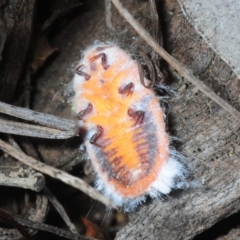 Monophlebulus sp. (genus) (Giant Snowball Mealybug) at Pialligo, ACT - 25 Aug 2019 by Harrisi