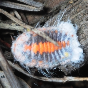 Monophlebulus sp. (genus) at Pialligo, ACT - 25 Aug 2019 01:08 PM