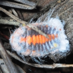 Monophlebulus sp. (genus) at Pialligo, ACT - 25 Aug 2019