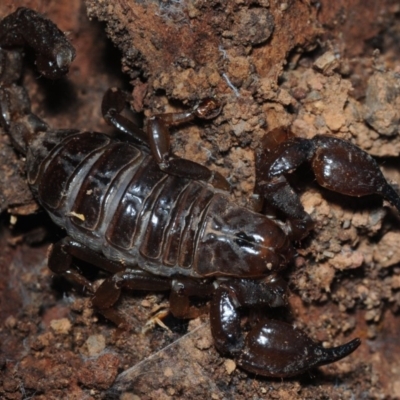 Urodacus manicatus (Black Rock Scorpion) at Point 4372 - 23 Aug 2019 by Harrisi