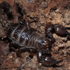 Urodacus manicatus (Black Rock Scorpion) at Dunlop, ACT - 23 Aug 2019 by Harrisi