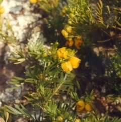 Senna aciphylla (Sprawling Cassia) at Tennent, ACT - 21 Sep 2005 by michaelb