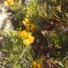 Senna aciphylla at Tennent, ACT - 22 Sep 2005