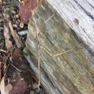 Phasmatodea (order) at Mirador, NSW - 25 Aug 2019