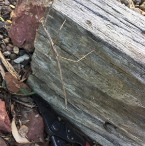 Phasmatodea (order) at Mirador, NSW - 25 Aug 2019