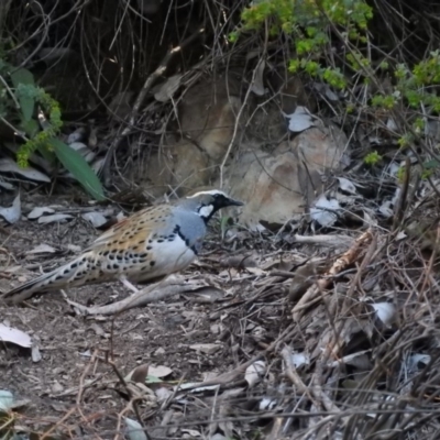 Cinclosoma punctatum (Spotted Quail-thrush) at Burrinjuck Nature Reserve - 24 Aug 2019 by RyuCallaway