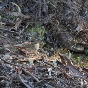 Cinclosoma punctatum at Burrinjuck, NSW - 24 Aug 2019 02:08 PM