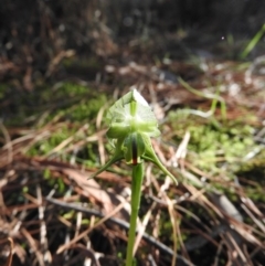Pterostylis nutans (Nodding Greenhood) at Burrinjuck, NSW - 24 Aug 2019 by ArcherCallaway