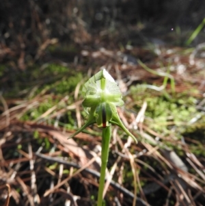 Pterostylis nutans at Burrinjuck, NSW - 24 Aug 2019