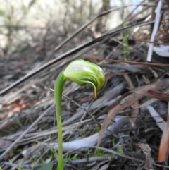 Pterostylis nutans at Burrinjuck, NSW - 24 Aug 2019