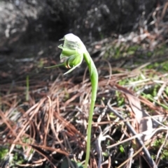 Pterostylis nutans at Burrinjuck, NSW - 24 Aug 2019