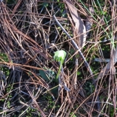 Pterostylis nutans at Burrinjuck, NSW - 24 Aug 2019