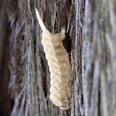 Unidentified Insect at Aranda Bushland - 22 Aug 2019 by CathB