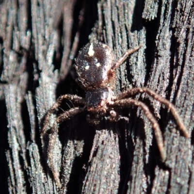 Tharpyna campestrata (Country Crab Spider) at Dunlop, ACT - 25 Aug 2019 by CathB