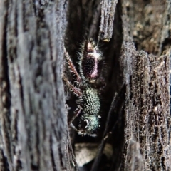 Aglaotilla sp. (genus) (Australian Velvet Ant) at Aranda Bushland - 25 Aug 2019 by CathB