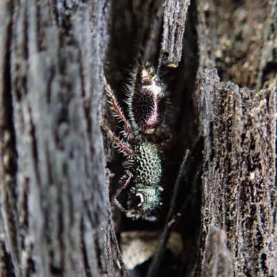 Aglaotilla sp. (genus) (Australian Velvet Ant) at Aranda Bushland - 25 Aug 2019 by CathB