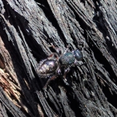 Aglaotilla sp. (genus) at Aranda Bushland - 25 Aug 2019 02:36 PM