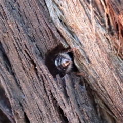 Aglaotilla sp. (genus) at Aranda Bushland - 25 Aug 2019 02:36 PM