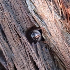 Aglaotilla sp. (genus) at Aranda Bushland - 25 Aug 2019