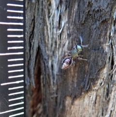 Aglaotilla sp. (genus) at Aranda Bushland - 25 Aug 2019