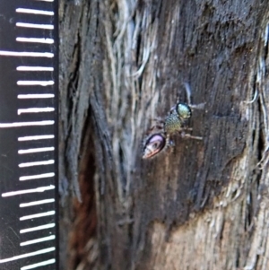 Aglaotilla sp. (genus) at Aranda Bushland - 25 Aug 2019 02:36 PM