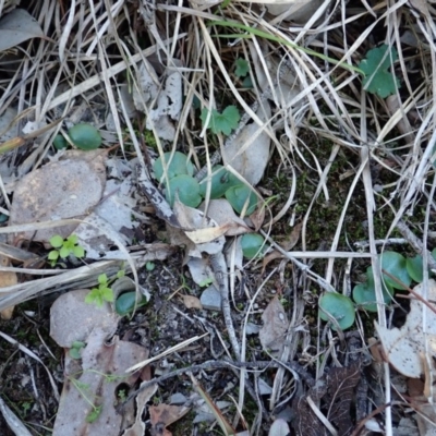 Corysanthes incurva (Slaty Helmet Orchid) at Aranda Bushland - 25 Aug 2019 by CathB