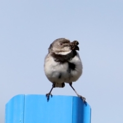 Epthianura albifrons (White-fronted Chat) at Molonglo Valley, ACT - 19 Aug 2019 by jb2602