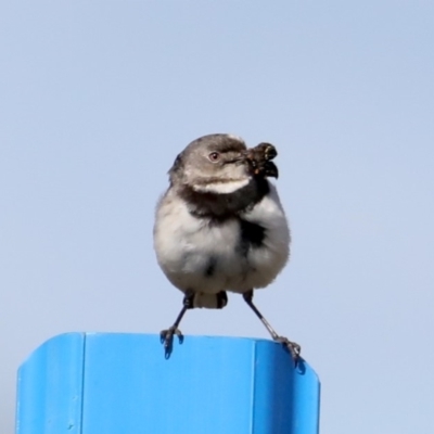 Epthianura albifrons (White-fronted Chat) at Molonglo Valley, ACT - 19 Aug 2019 by jb2602