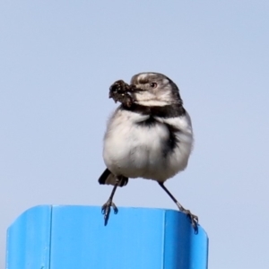 Epthianura albifrons at Molonglo Valley, ACT - 19 Aug 2019