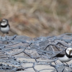 Epthianura albifrons at Molonglo Valley, ACT - 19 Aug 2019