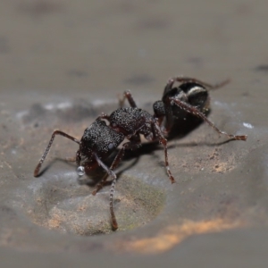 Rhytidoponera tasmaniensis at Hackett, ACT - 12 Aug 2019 12:09 PM