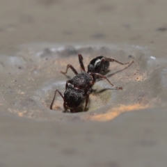 Rhytidoponera tasmaniensis at Hackett, ACT - 12 Aug 2019 12:09 PM