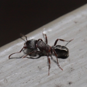 Rhytidoponera tasmaniensis at Hackett, ACT - 12 Aug 2019