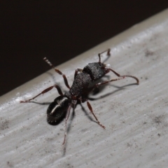 Rhytidoponera tasmaniensis at Hackett, ACT - 12 Aug 2019 12:09 PM