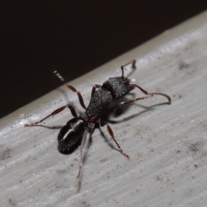 Rhytidoponera tasmaniensis at Hackett, ACT - 12 Aug 2019